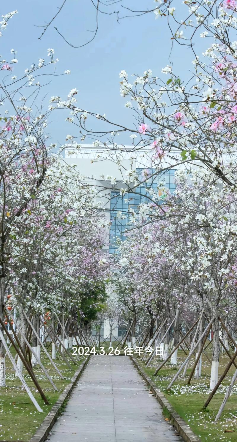 深耕行业十余载，威特科贸发展有限公司引领市场风向标